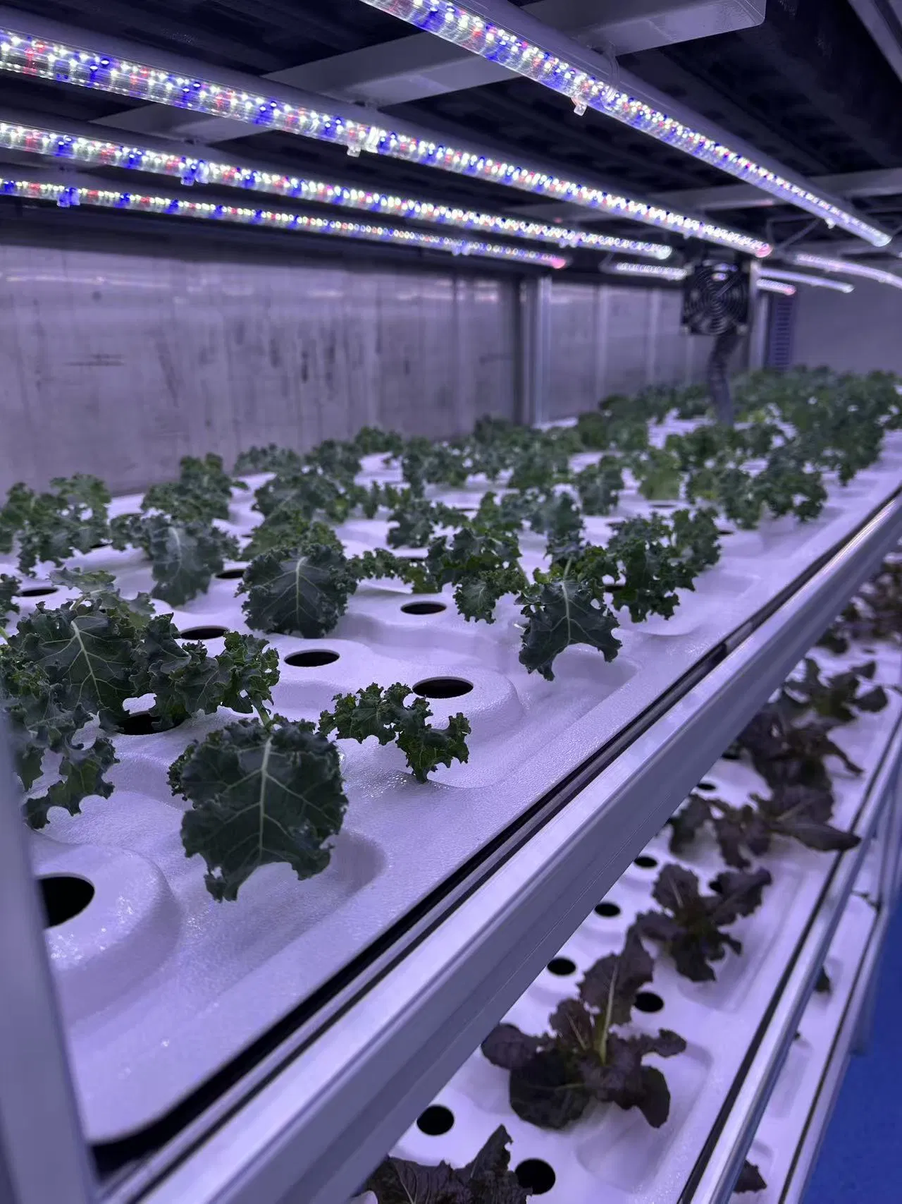 Agg 40FT Shipping Container Microgreens Container Herbs Vertical Hydroponic Farming Container Grow Box Central