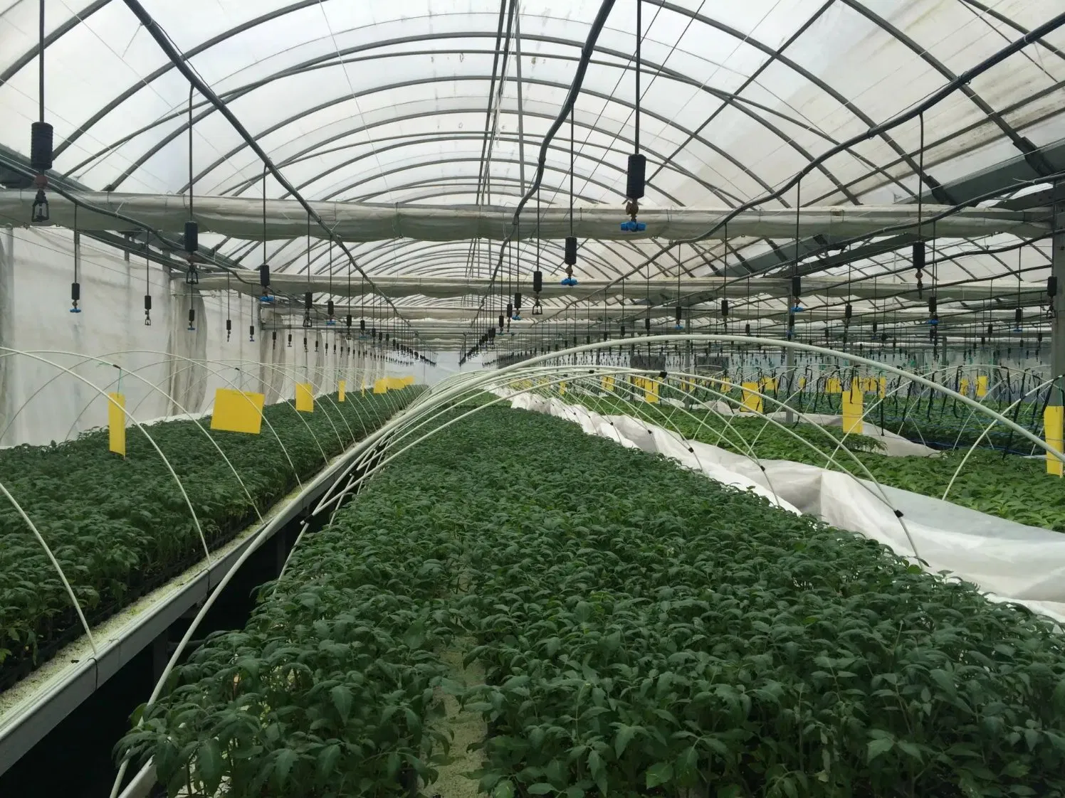 Vertical Hydroponic Container for Organic Vegetables