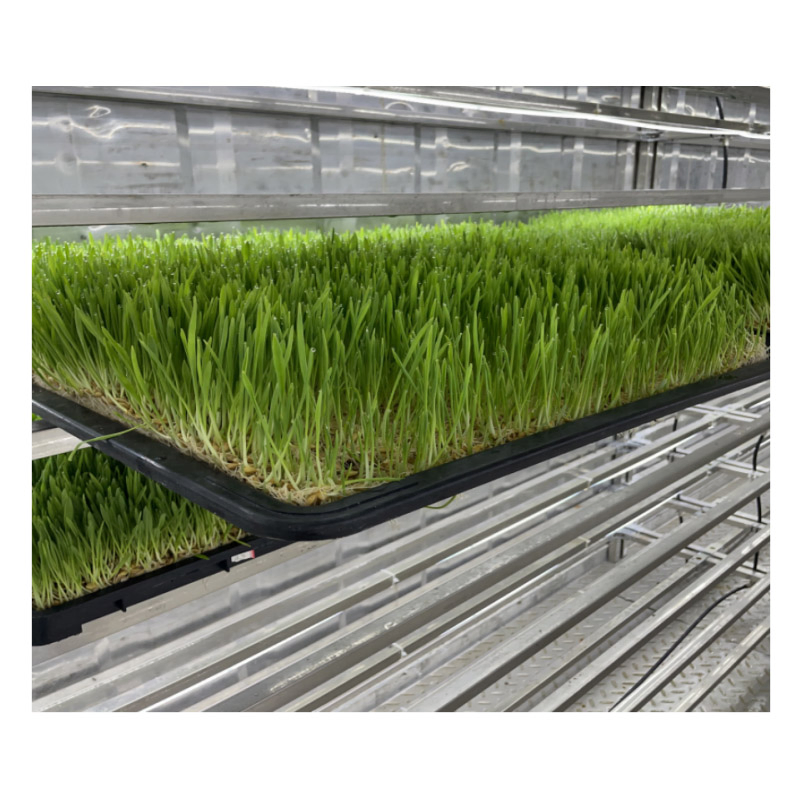 Agg Custom Commercial Shipping Container Farming Strawberry Ebb Flow Seedling Hydroponic Nursery Smart Farm Container Farms Planting Container for Herbs