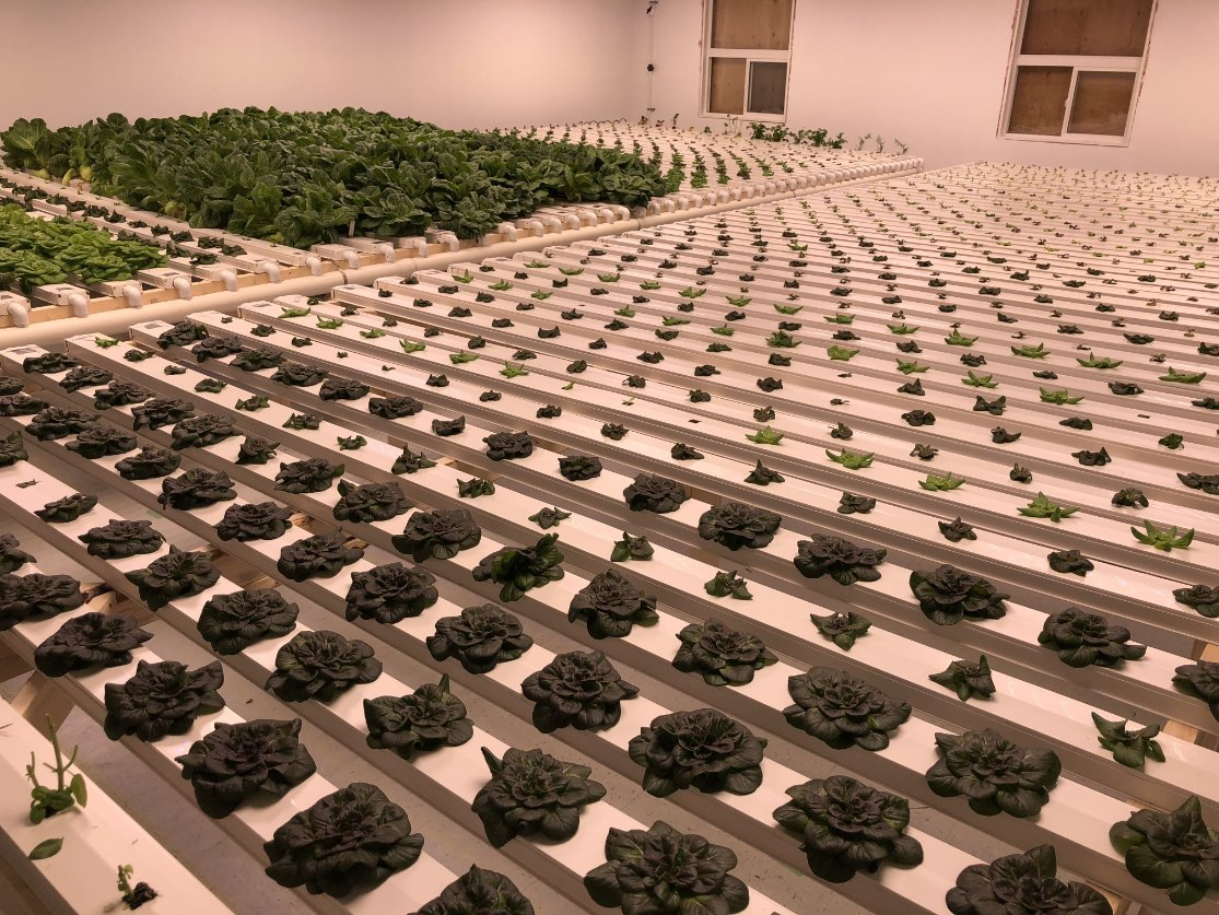 Indoor Greenhouse Vertical Hydroponic Gardening System Nft Farming PVC Gully