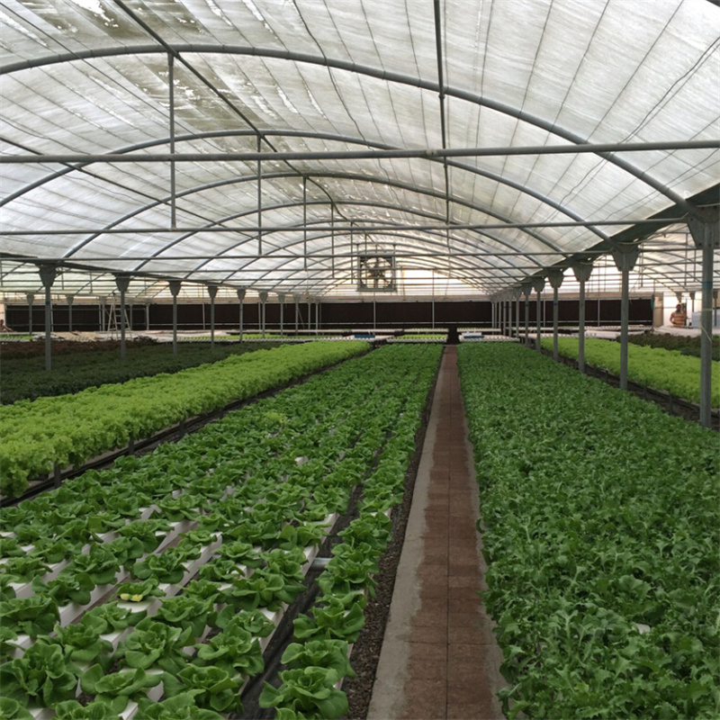 Hydroponic Channel Supplies for Belgian Endive