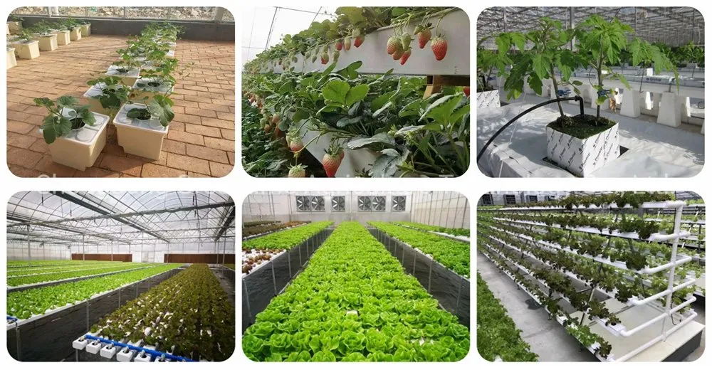 Hydroponic System