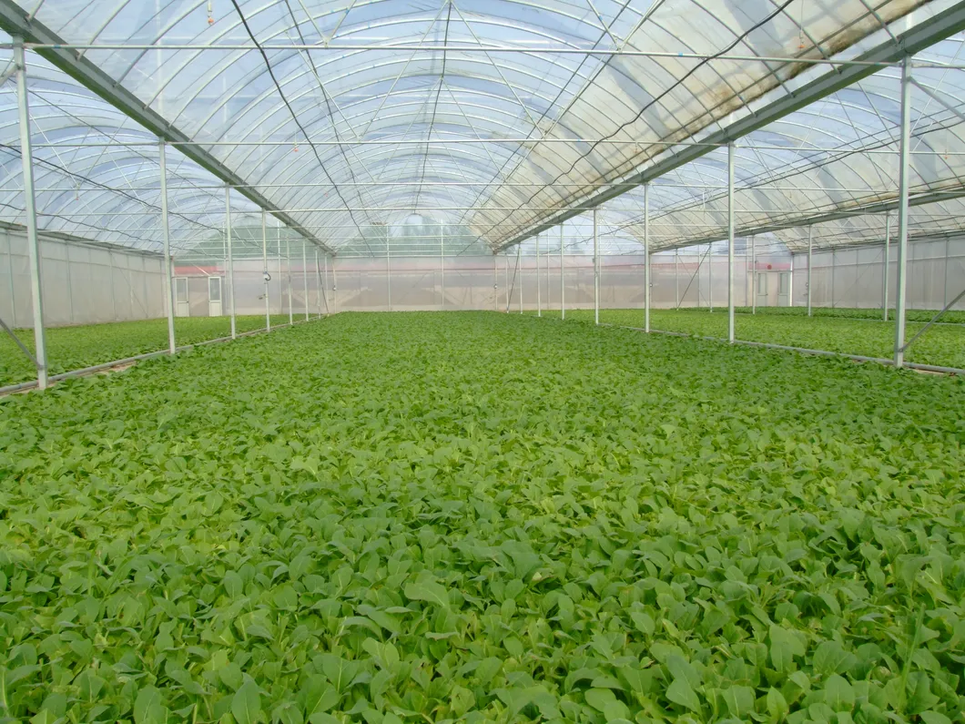 Greenhouse Display 3