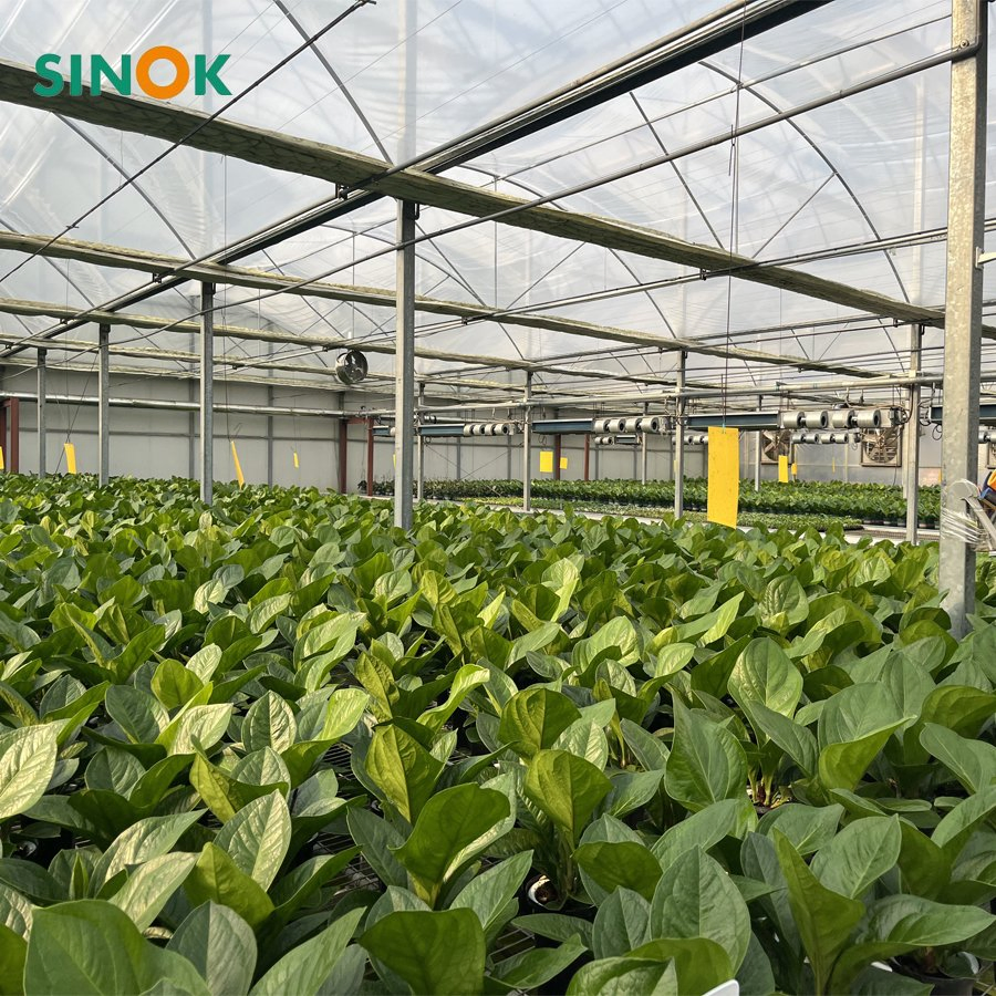 Agricultural Multi-Span Arch Type UV Plastic PE Film Greenhouse for Vegetables/Fruit/Strawberry/Cucumber/Tomato/Lettuce/Eggplant with Hydroponic Growing System