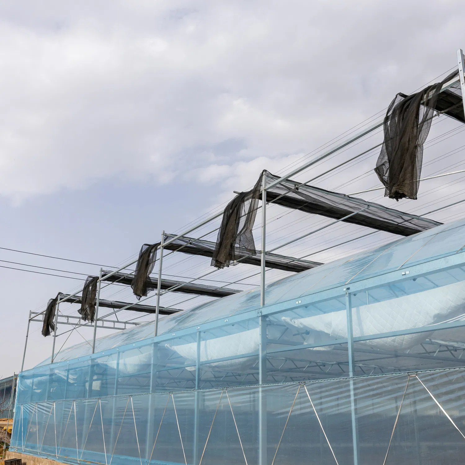 Affordable Multi-Span Greenhouse for Hydroponic Tomato and Strawberry