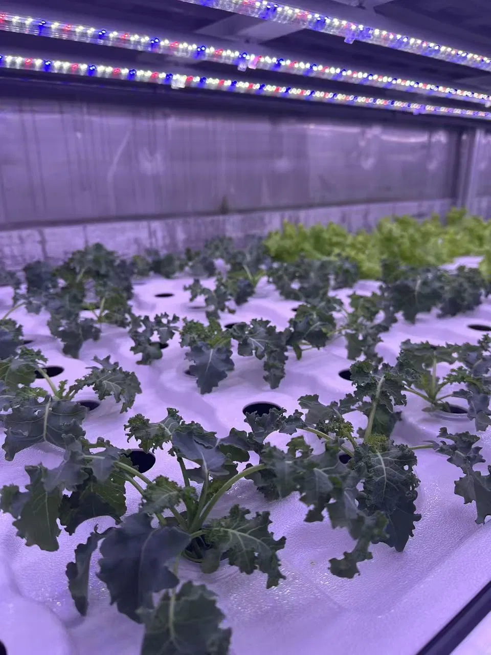 Agg 40FT Shipping Container Microgreens Container Herbs Vertical Hydroponic Farming Container Grow Box Central