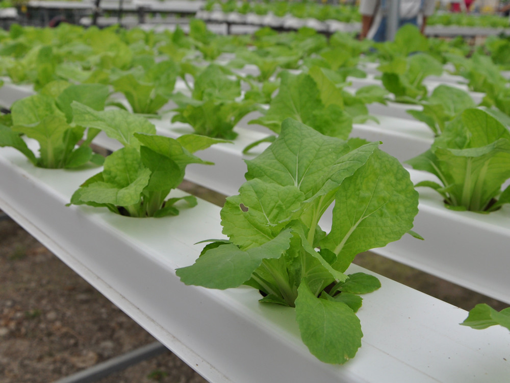 PVC Channel Greenhouse Hydroponic Nft Hydroponic Supplies Vertical Nft Hydroponic