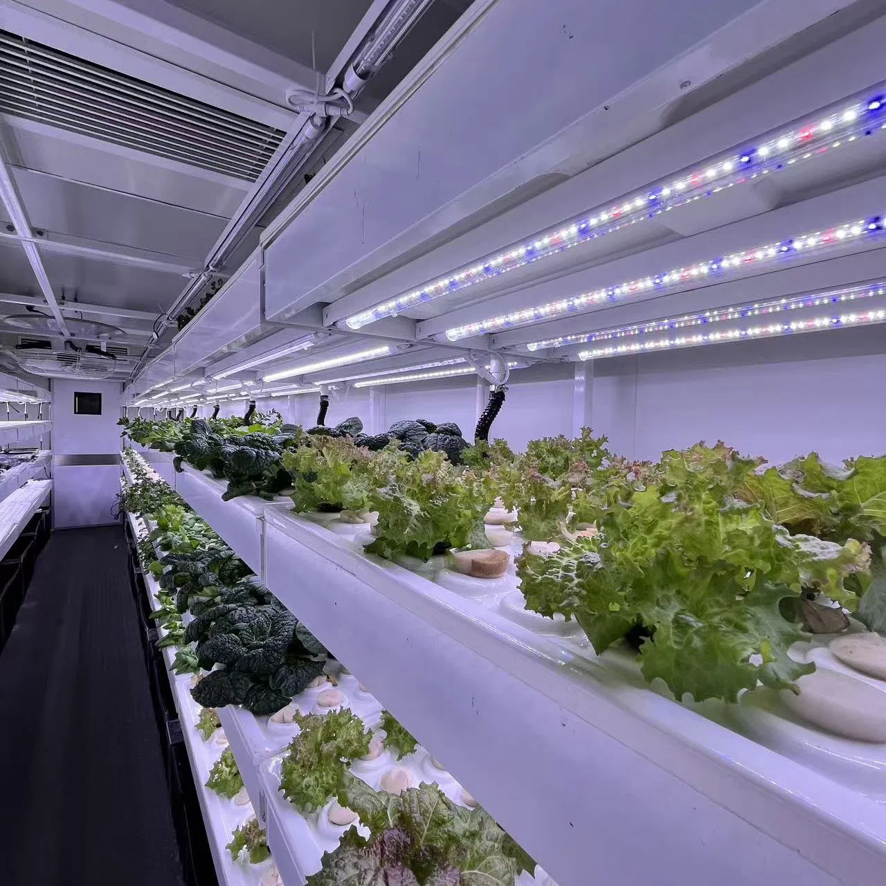 Customized Container Farm Smart Cultivator Leafy Greens Organic Agriculture Herbs Mushroom Cultivation Container