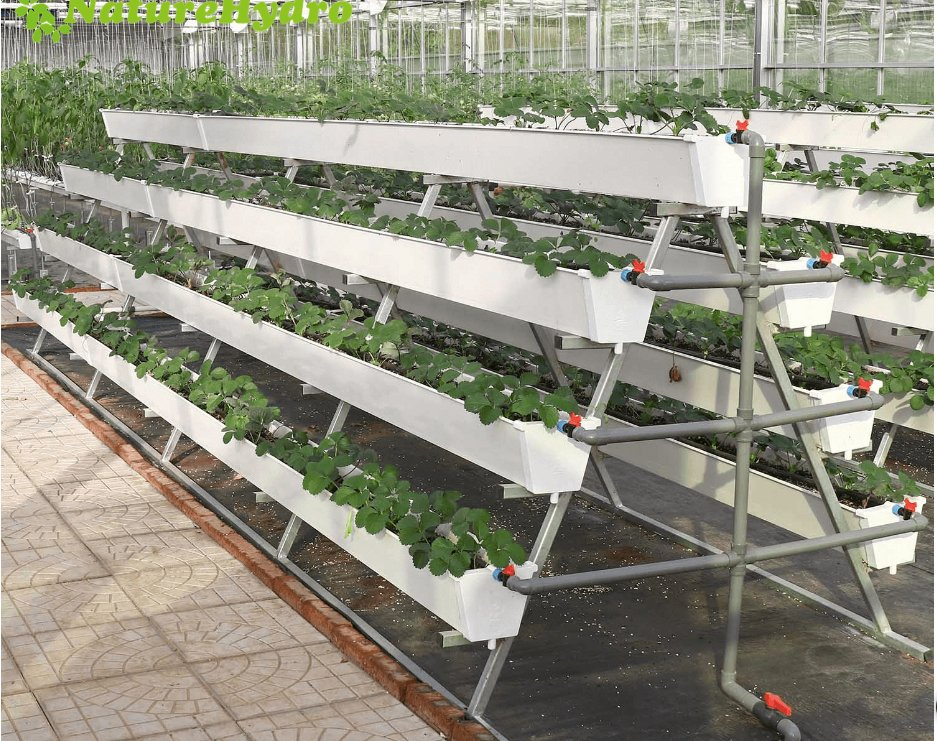 Factory Hydroponic Plant Whole System Supply for Hydroponics Strawberries