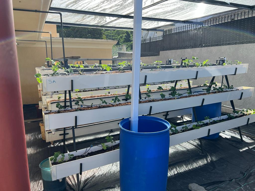 Factory Hydroponic Plant Whole System Supply for Hydroponics Strawberries