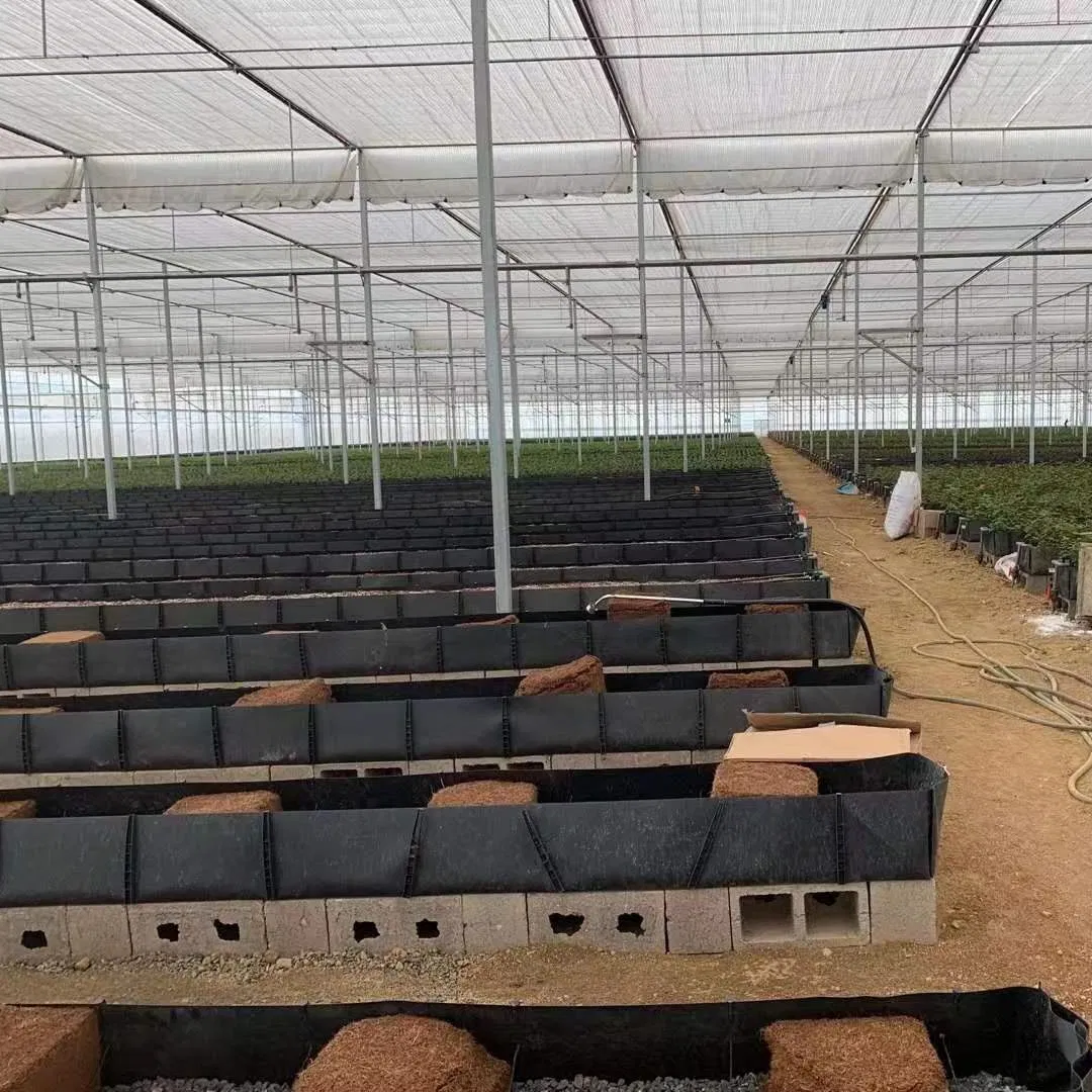 Factory Supply Coconut Coir/Substrate Container for Low Input Soiless Culture for Vegetables/Flowers