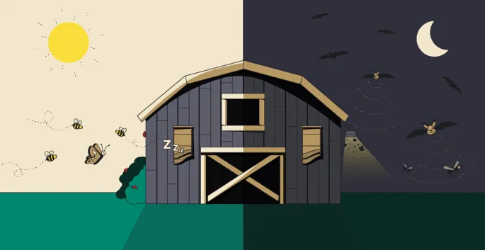 Bat House Outdoor Placement