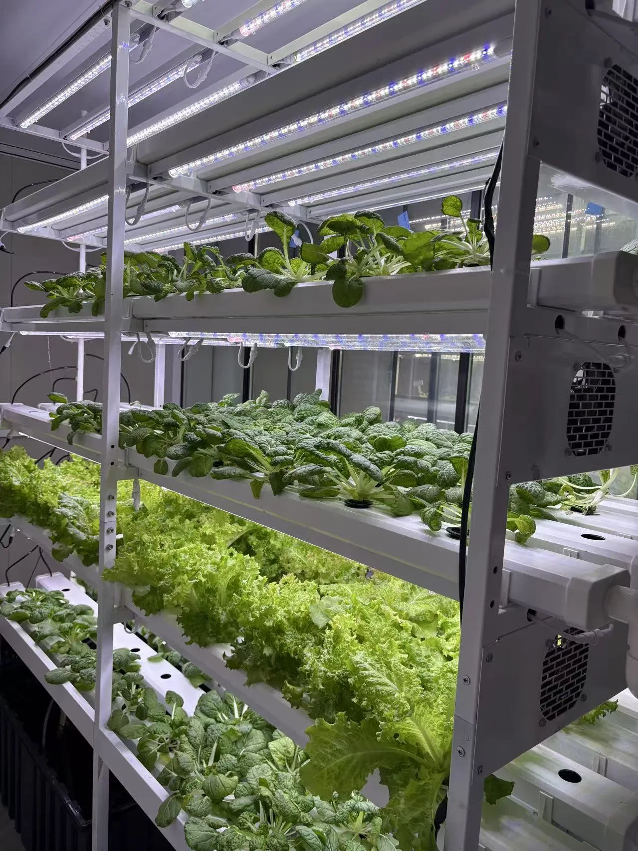 Agg Stable Yield Indoor Farm Lettuce Herbs Fruits Fodder Microgreen Mushroom Fully Automatic 40hq Hydroponic Container Farm