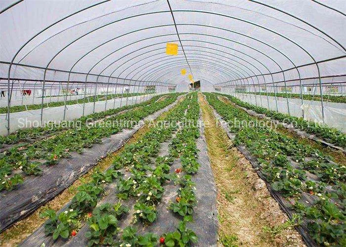 Single Span Greenhouse