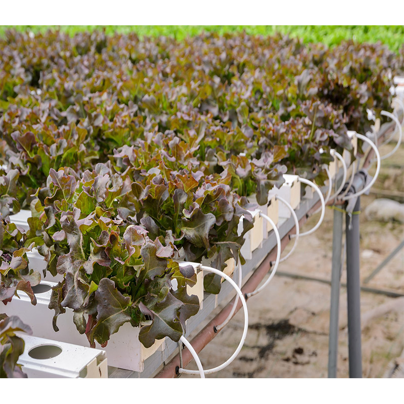 Agg Agriculture Smart Farming Container Nft Channel Hydroponic Freight Farm Container Vertical Green Hydroponic Shipping Container