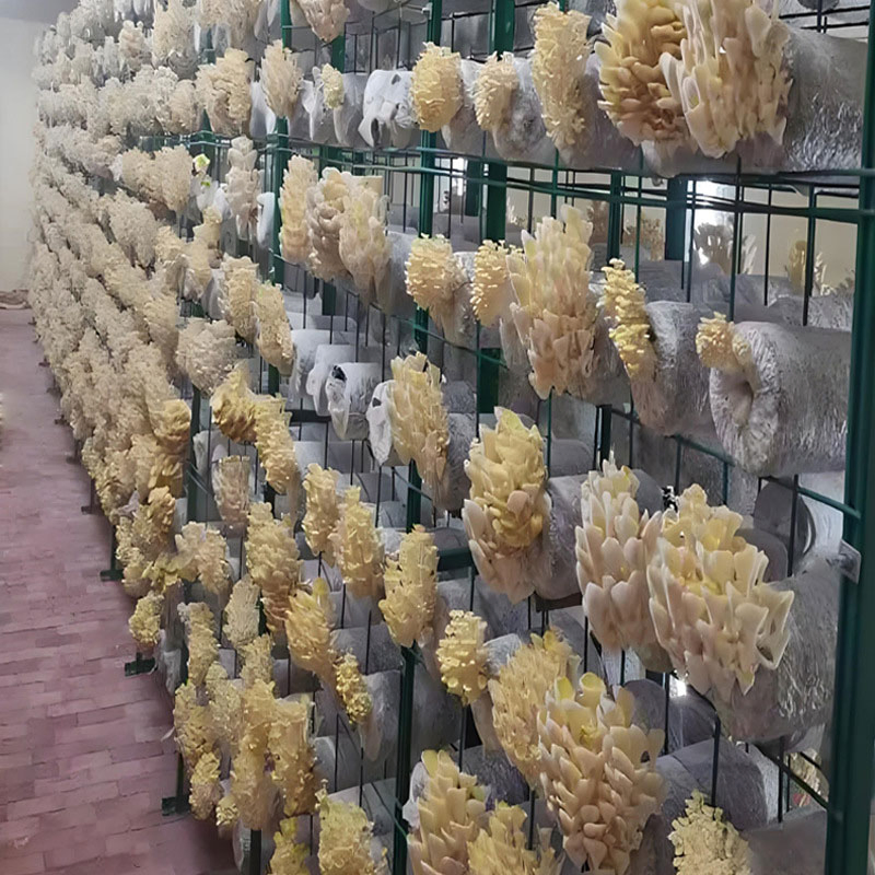 40FT Container Farm Nft Hydroponic System Automated Climate Control Growing Container with Motor Light for Leafy Greens Herbs