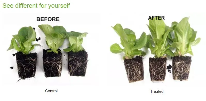 Microbial Soil Inoculants Effect