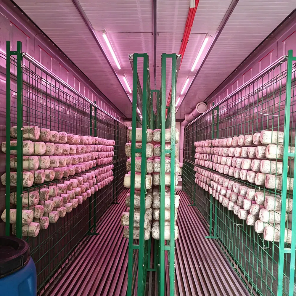 40FT Container Farm Nft Hydroponic System Automated Climate Control Growing Container with Motor Light for Leafy Greens Herbs