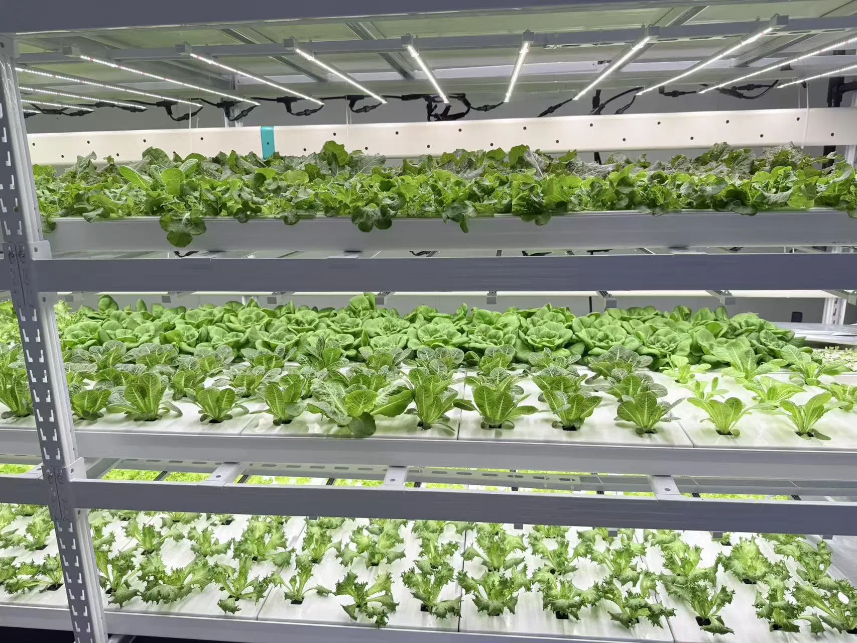 Smart Vertical Grow Hydroponic Farming System Lettuce 40FT Shipping Container Farm