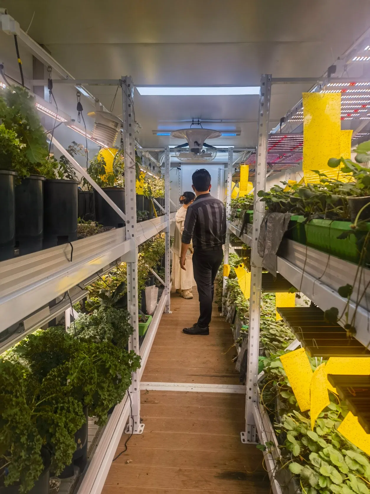 Agg Herbs Hydroponics Container Farm Aeroponics Vertical Strawberry Shipping Container Farming