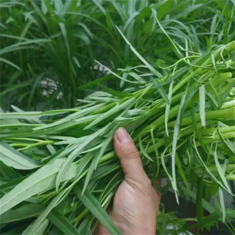 Hydroponic Channel Supplies for Belgian Endive