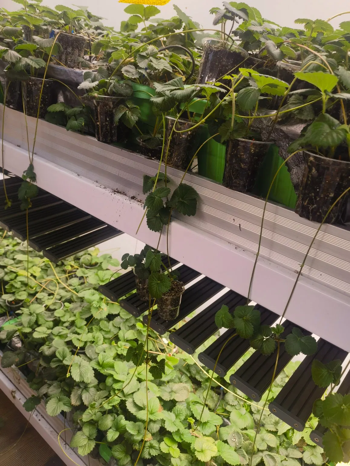 Agg Herbs Hydroponics Container Farm Aeroponics Vertical Strawberry Shipping Container Farming