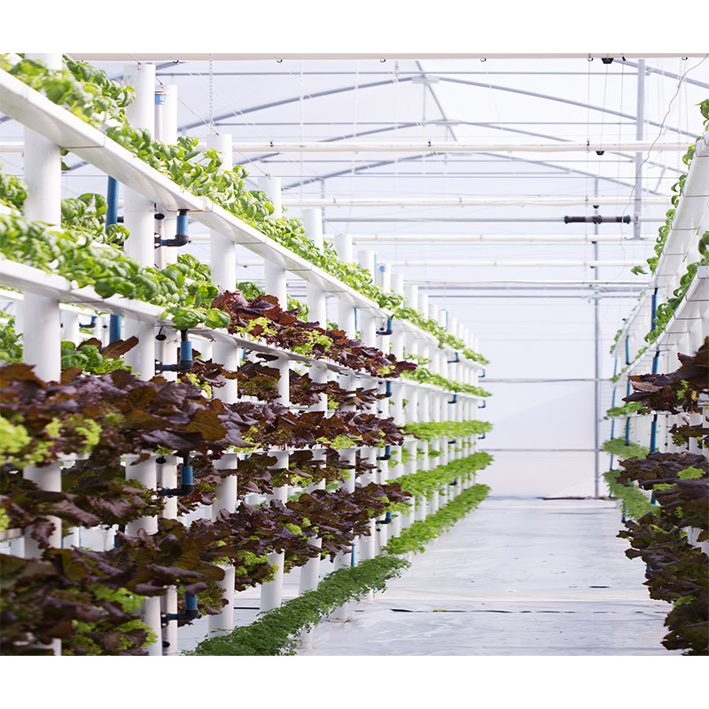 Agg Agriculture Smart Farming Container Nft Channel Hydroponic Freight Farm Container Vertical Green Hydroponic Shipping Container