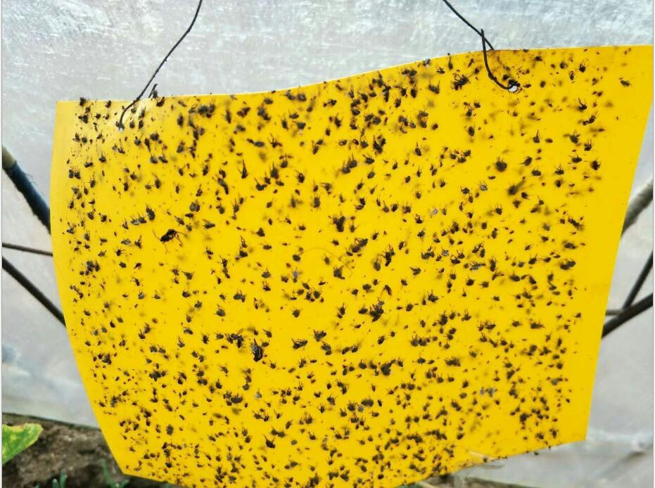 Sticky Paper Trap to Control Agriculture Pests