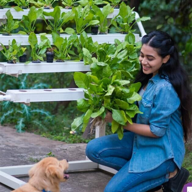 Indoor Vertical Hydroponic Nft Channel System for Leafy Vegetables