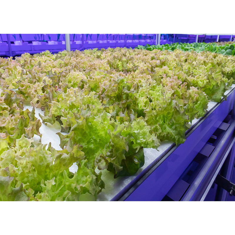 Agg Agriculture Smart Farming Container Nft Channel Hydroponic Freight Farm Container Vertical Green Hydroponic Shipping Container