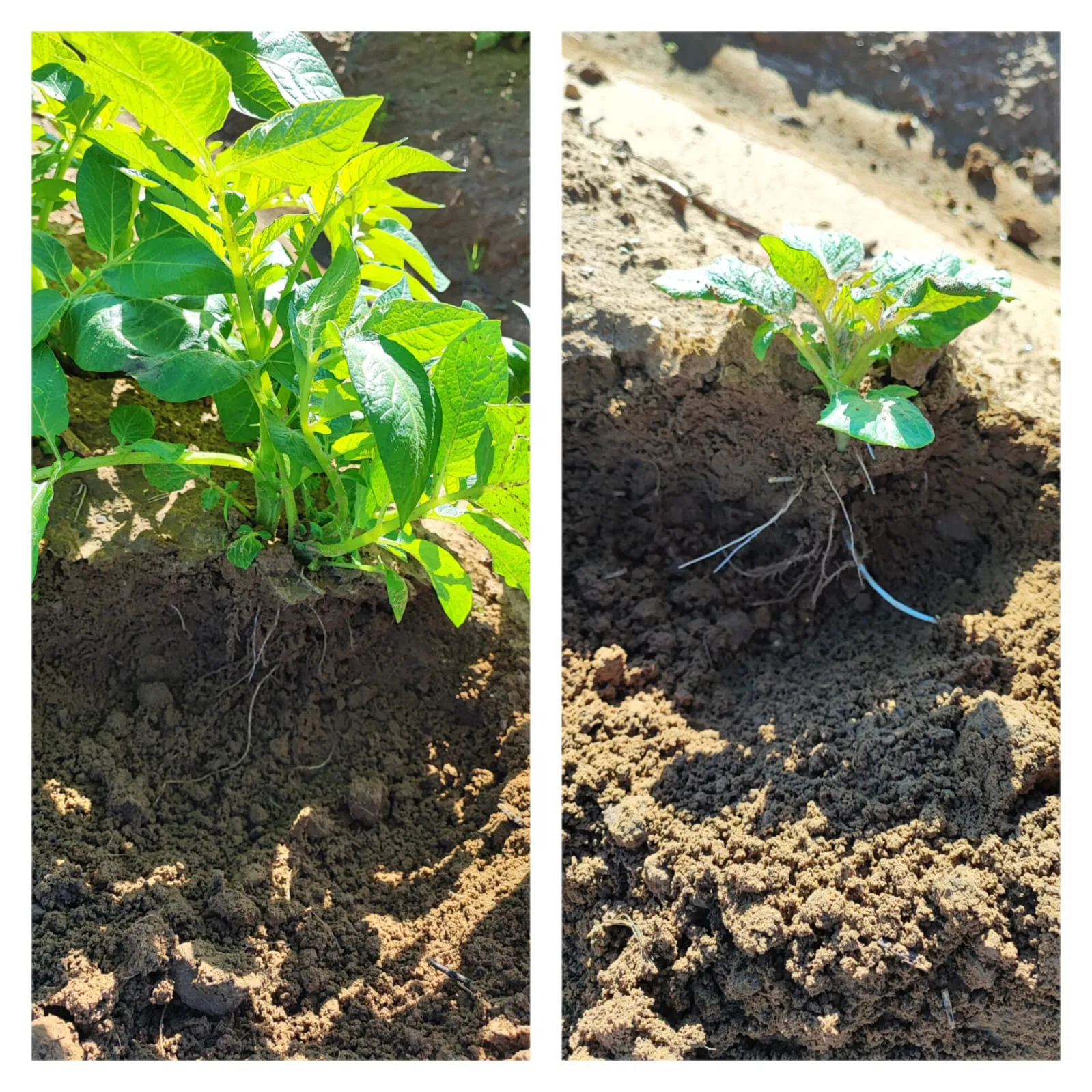 Microbial Inoculant for Soil Health Improvement and Root Growth Promotion -Soil Vigor