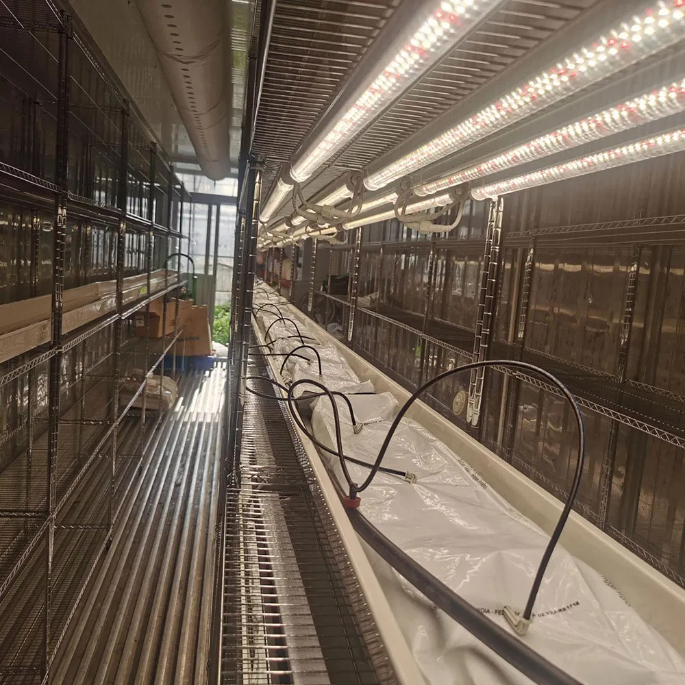 40FT Container Farm Nft Hydroponic System Automated Climate Control Growing Container with Motor Light for Leafy Greens Herbs