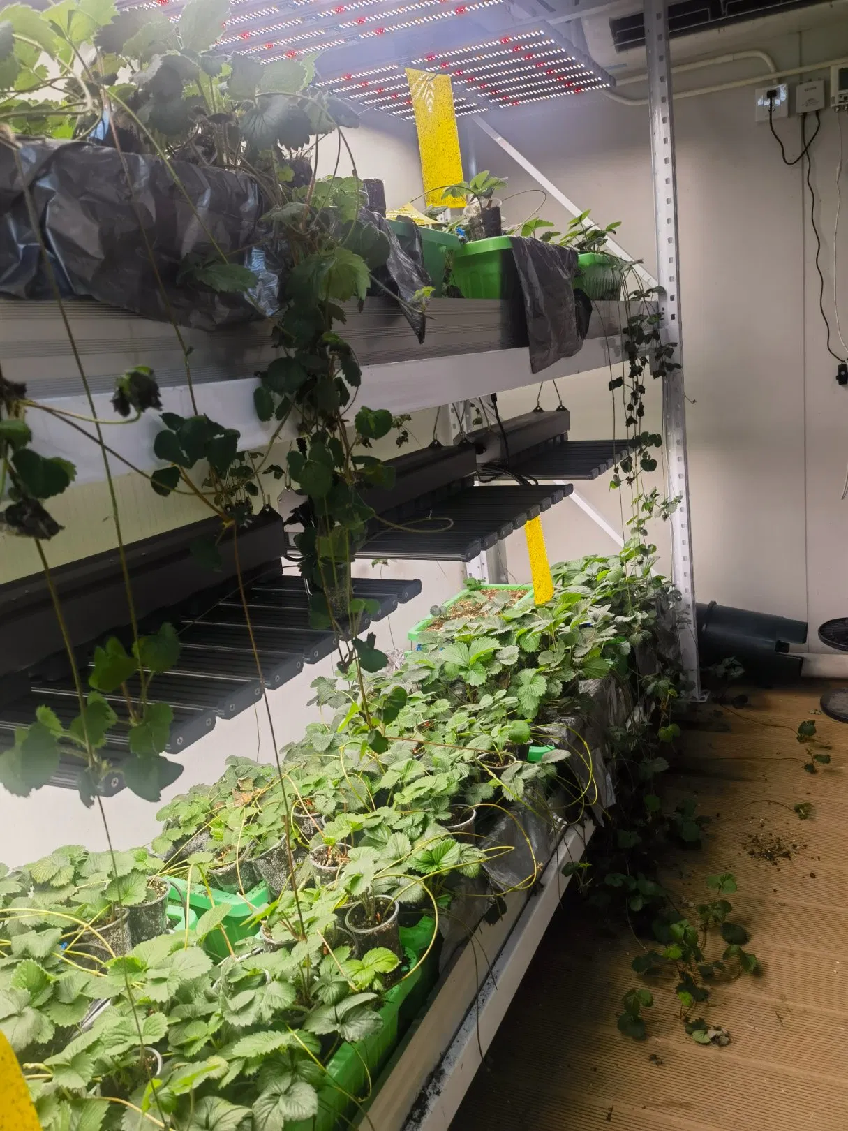 Agg Herbs Hydroponics Container Farm Aeroponics Vertical Strawberry Shipping Container Farming