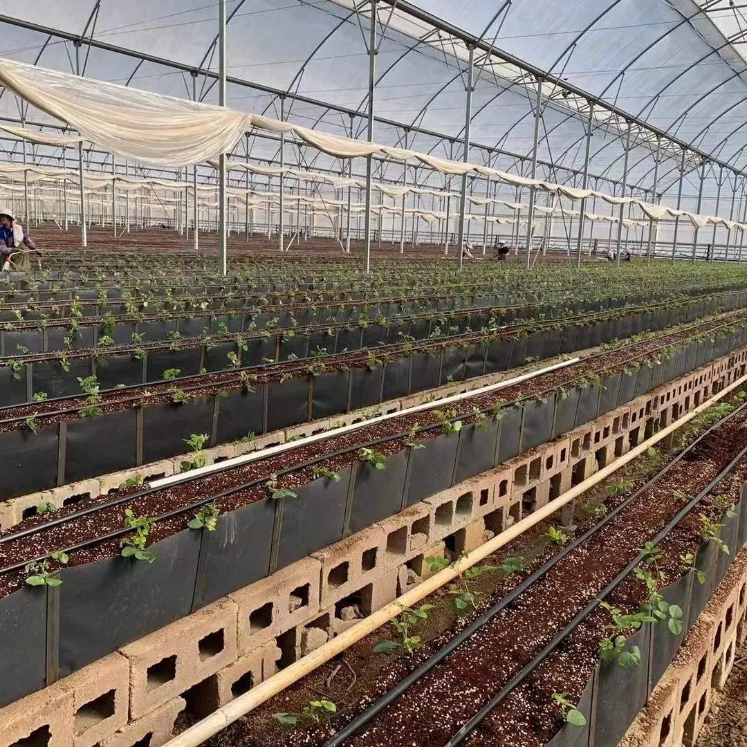 Factory Supply Coconut Coir/Substrate Container for Low Input Soiless Culture for Vegetables/Flowers