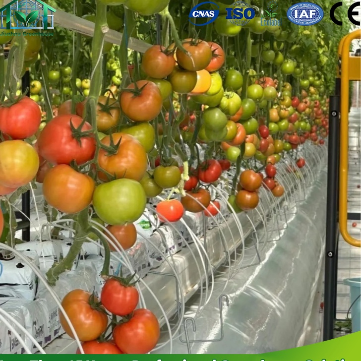 Multi-Span Arch Plastic Film Greenhouse Hot DIP Galvanized Steel Frame Ventilation for Commercial Vegetable Flower Fruit Nursery Hydroponic Agriculture Farm