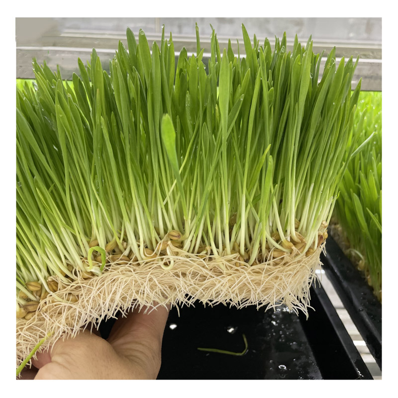 Agg Custom Commercial Shipping Container Farming Strawberry Ebb Flow Seedling Hydroponic Nursery Smart Farm Container Farms Planting Container for Herbs