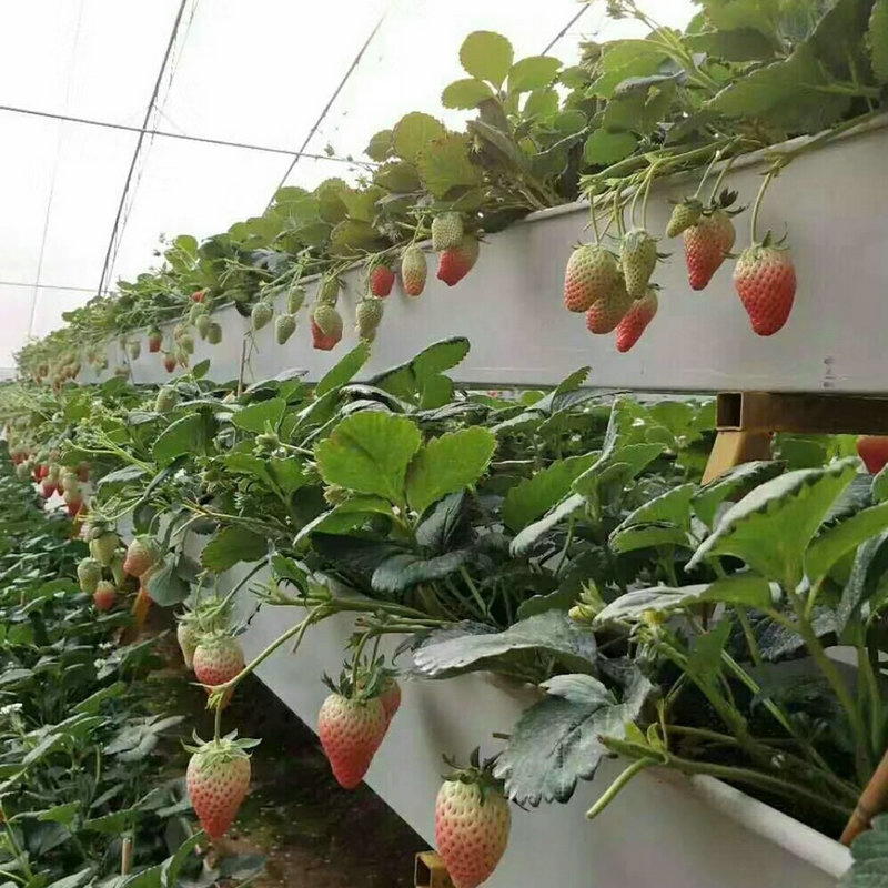 Factory Hydroponic Plant Whole System Supply for Hydroponics Strawberries
