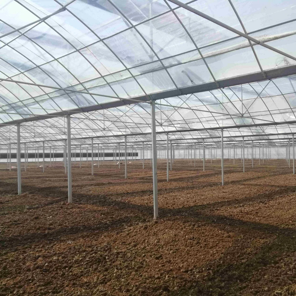 Affordable Multi-Span Greenhouse for Hydroponic Tomato and Strawberry