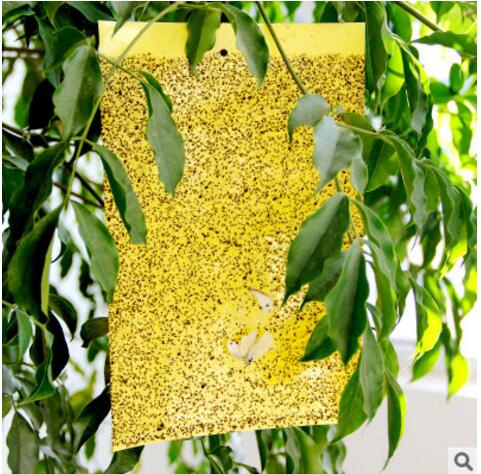 Sticky Paper Trap to Control Agriculture Pests