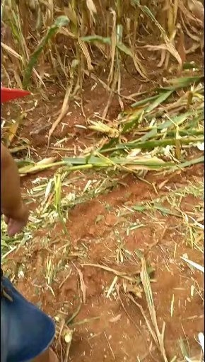 Walking Tractor Miwell 18HP Hand Walking Agricultural Tractor with Rotavator