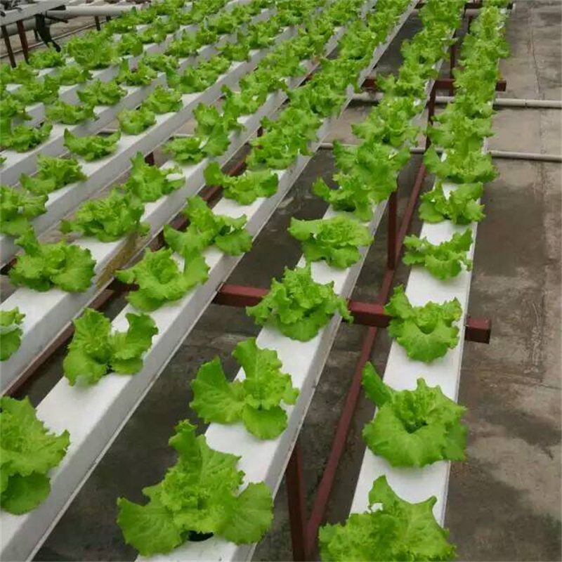 Hydroponic Channel Supplies for Belgian Endive