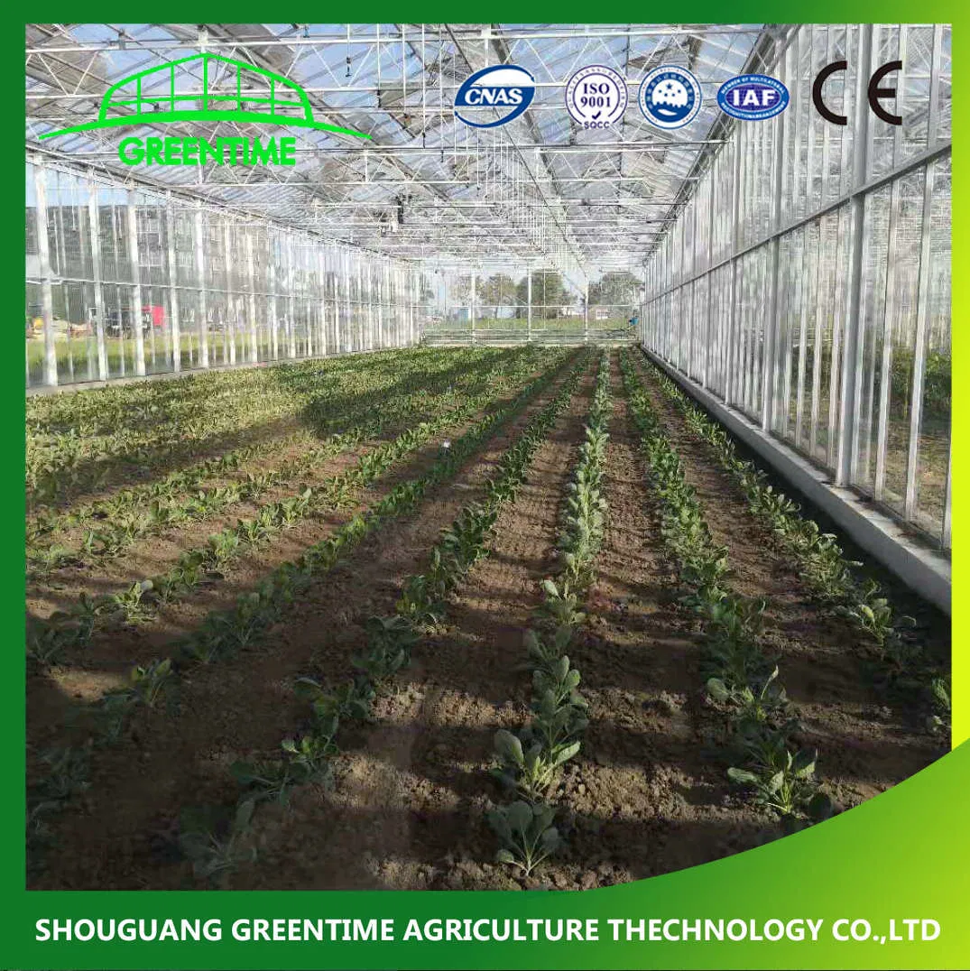 Cheap/Agriculture/Farm/Polycarbonate/Glass/Multi-Span Greenhouse with Irrigation Hydroponic System for Strawberry/Vegetables/Flowers/Tomato/Pepper