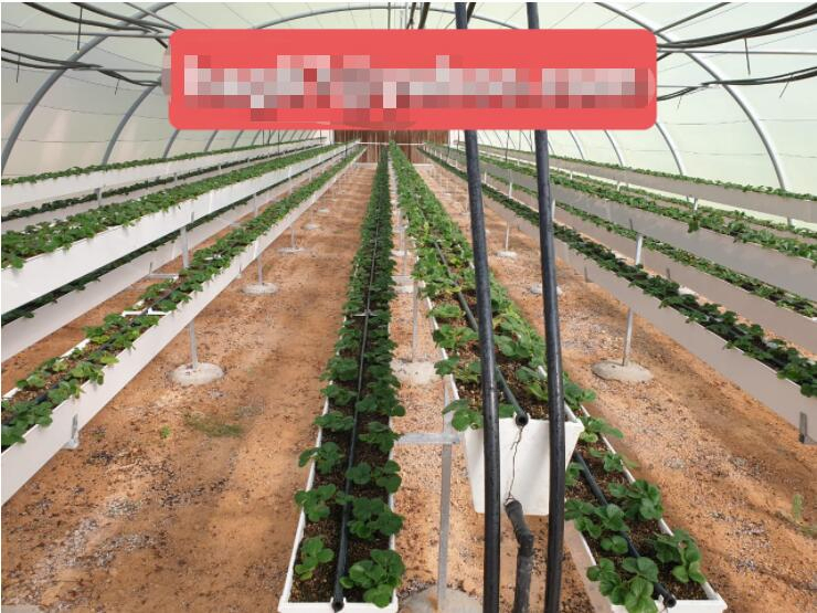 Factory Hydroponic Plant Whole System Supply for Hydroponics Strawberries