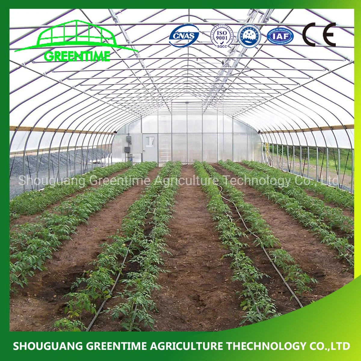 Cheap Multi-Span/Single Span Commercial Tunnel Plastic Film Glass Polycarbonate Farm Agriculture Greenhouse with Seedbed Hydroponic for Tomato Strawberry