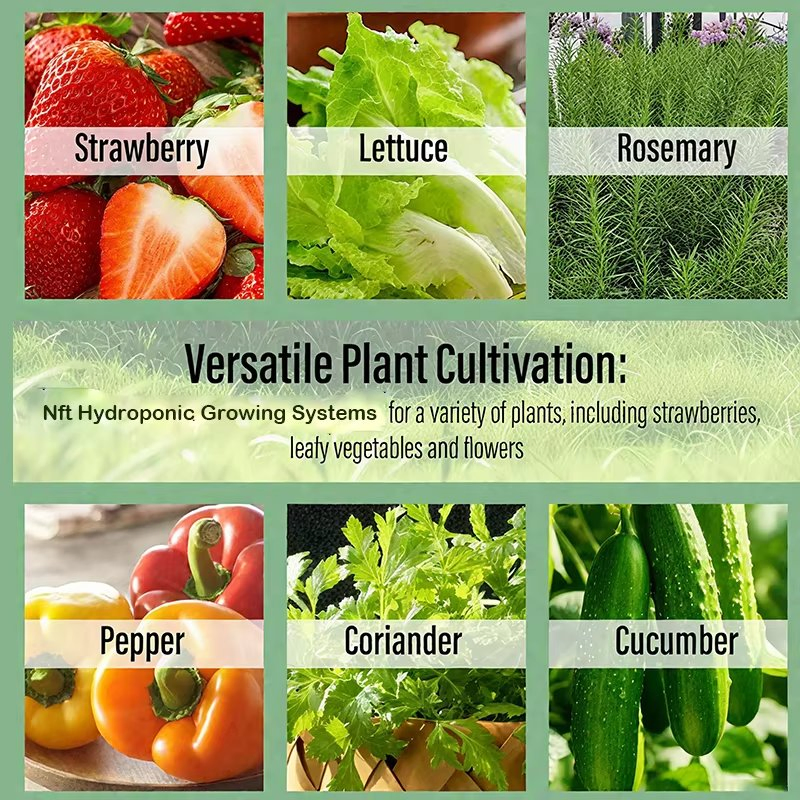 Hydroponic PVC Pipes Tunnel Complete Hydroponics System Nft Channel Hydroponic System for Vegetable Lettuce