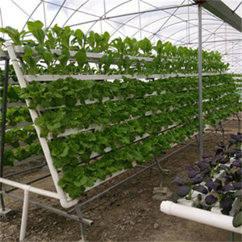 Hydroponic Channel Supplies for Belgian Endive