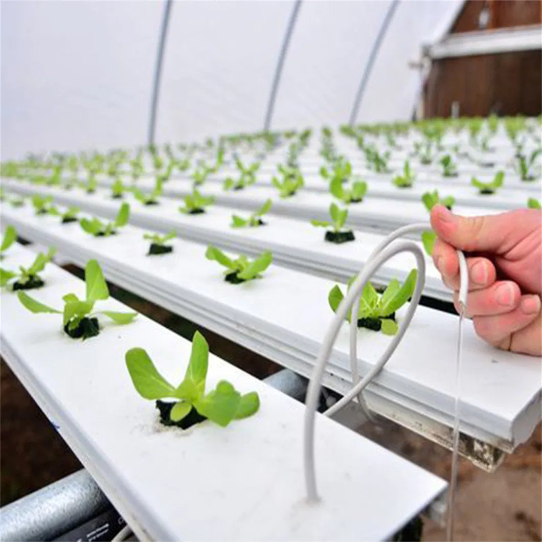 Hydroponic lettuce photo
