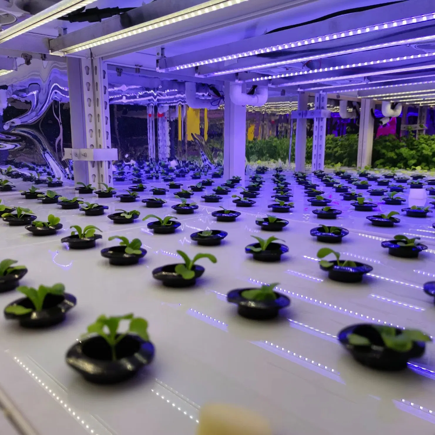 Agg Smart Farm Grow Hydroponic Vertical Farming System Greenhouse Container