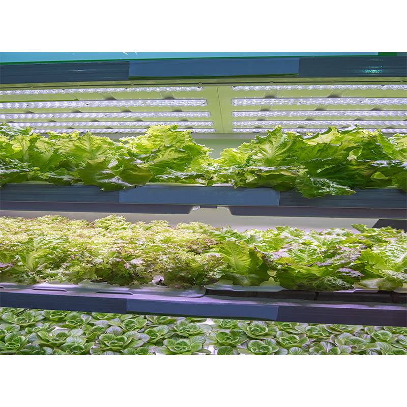 Agg Agriculture Smart Farming Container Nft Channel Hydroponic Freight Farm Container Vertical Green Hydroponic Shipping Container