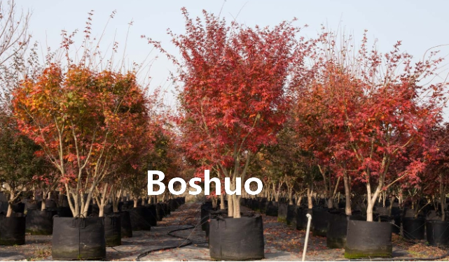 Heavy Duty Garden Plastic Planting Seedling Nursery Propagation Plants Seed Container 28 32 50 72 105 128 200 288 Square Round Cells for Herbs Trees Berry China